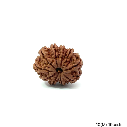 Natural 10 Mukhi Rudraksha – Empowered Protection & Divine Shield
