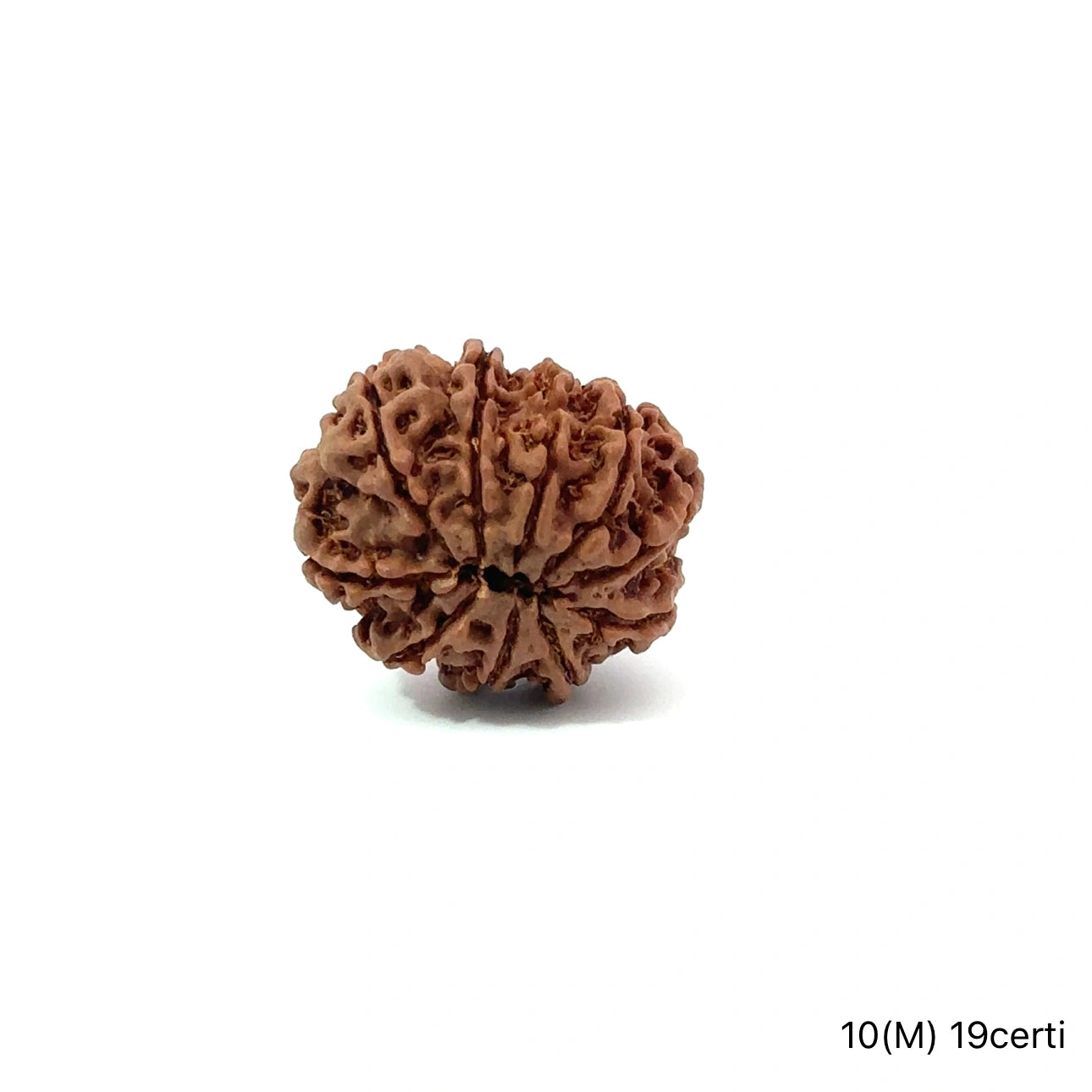 Natural 10 Mukhi Rudraksha – Empowered Protection & Divine Shield