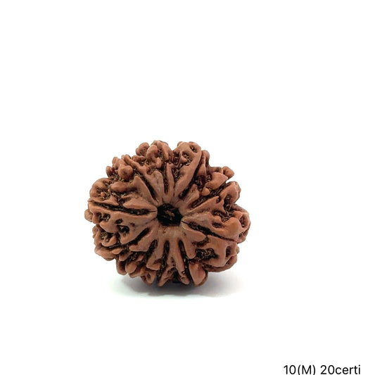 Natural 10 Mukhi Rudraksha – Empowered Protection & Divine Shield