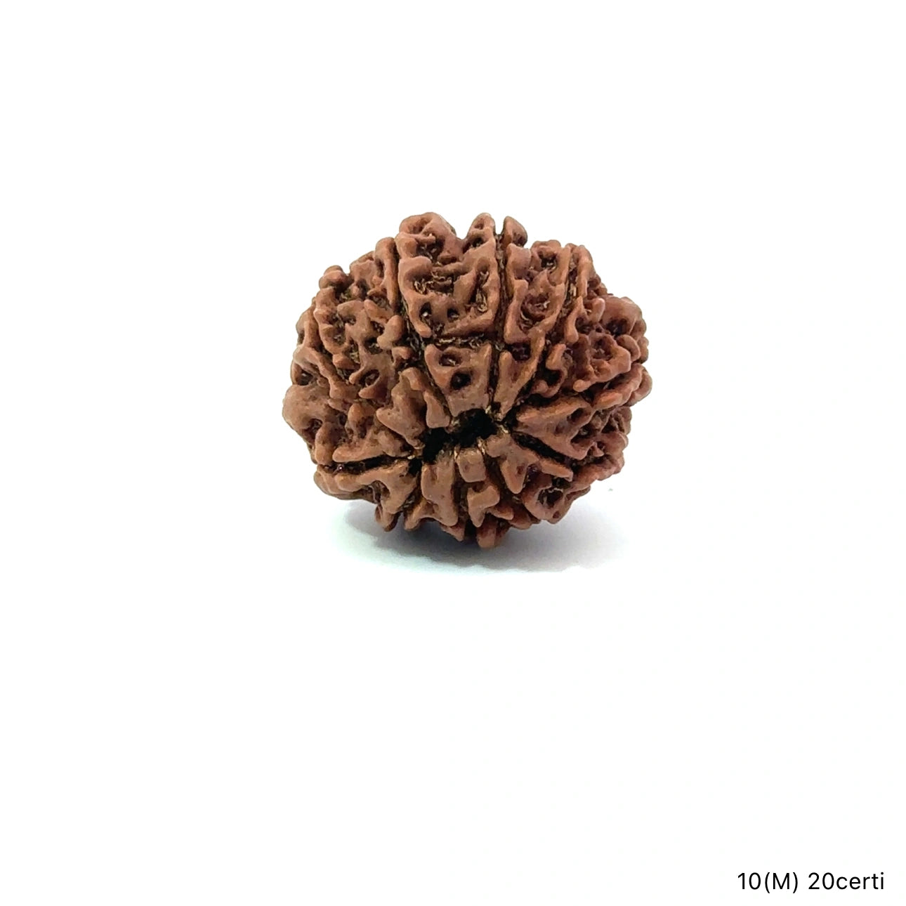 Natural 10 Mukhi Rudraksha – Empowered Protection & Divine Shield