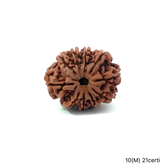 Natural 10 Mukhi Rudraksha – Empowered Protection & Divine Shield
