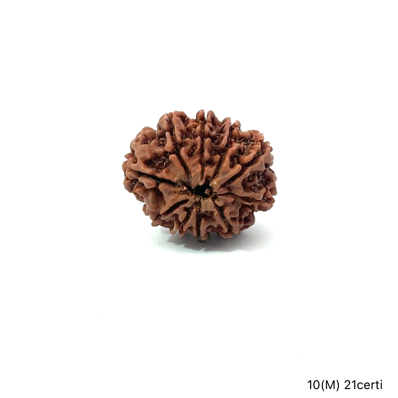 Natural 10 Mukhi Rudraksha – Empowered Protection & Divine Shield