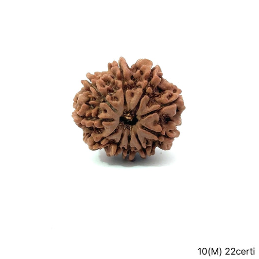 Natural 10 Mukhi Rudraksha – Empowered Protection & Divine Shield
