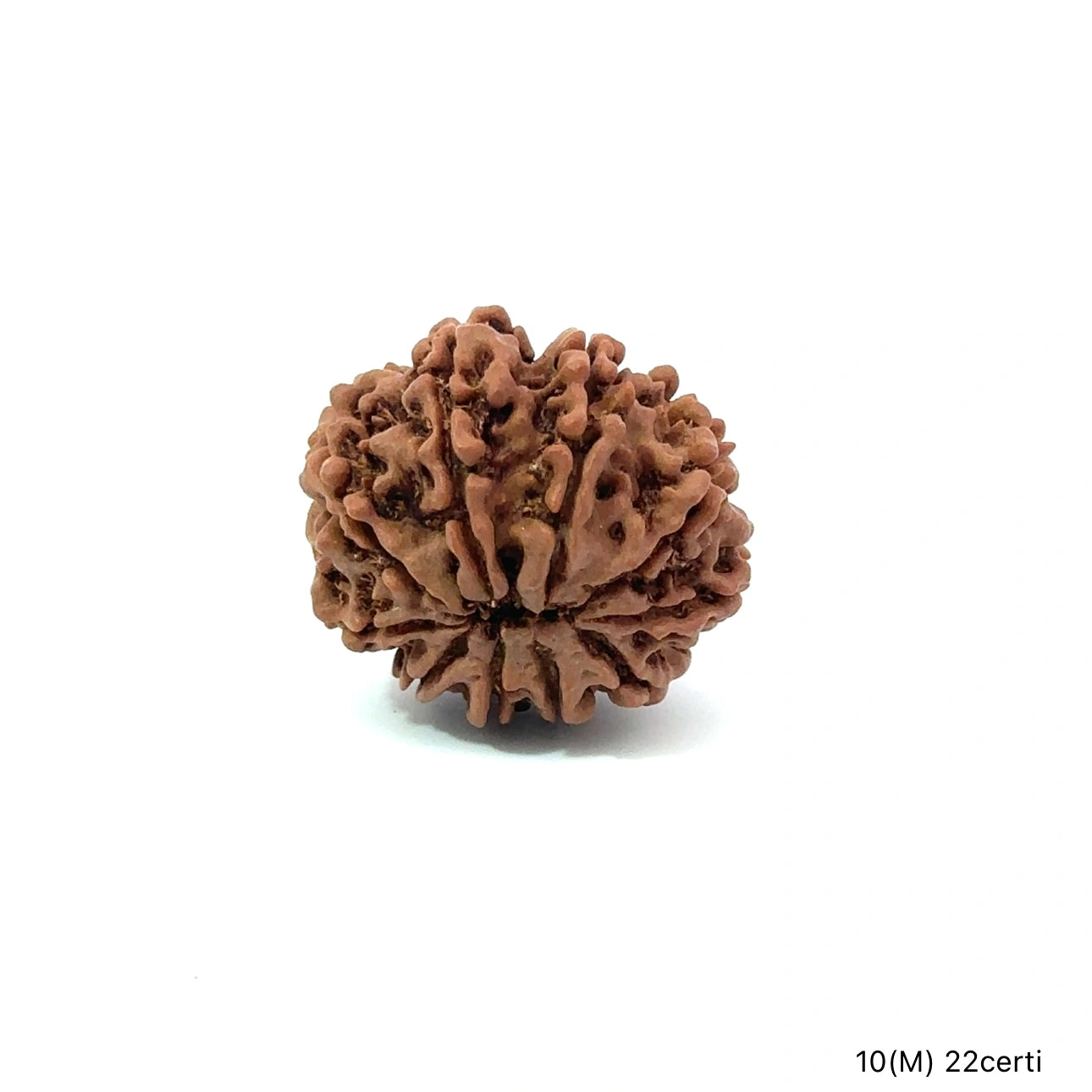 Natural 10 Mukhi Rudraksha – Empowered Protection & Divine Shield