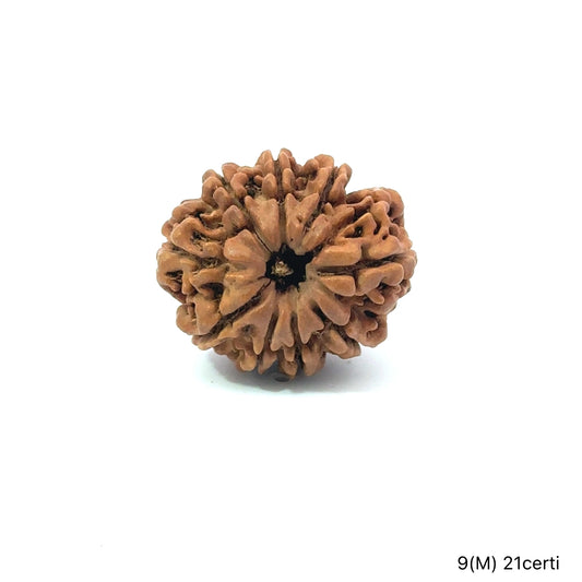 Natural 9 Mukhi Rudraksha – The Bead of Power, Courage & Divine Energy