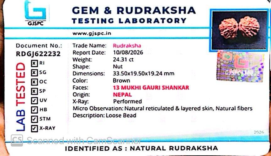 Nepali 13 Mukhi Gauri Shankar Rudraksha