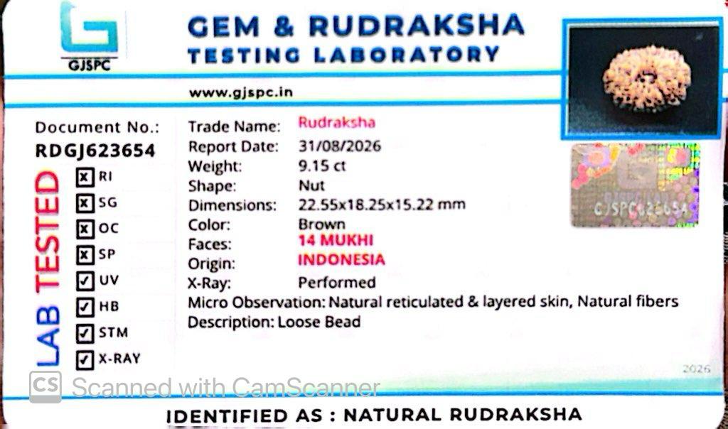 ๐ฟ 14 Mukhi Nepali Rudraksha (Natural & Certified). Super collective