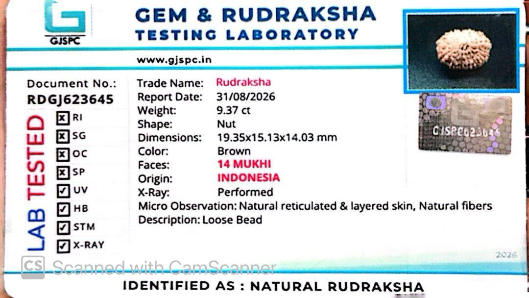 ๐ฟ 14 Mukhi Nepali Rudraksha (Natural & Certified). Medium