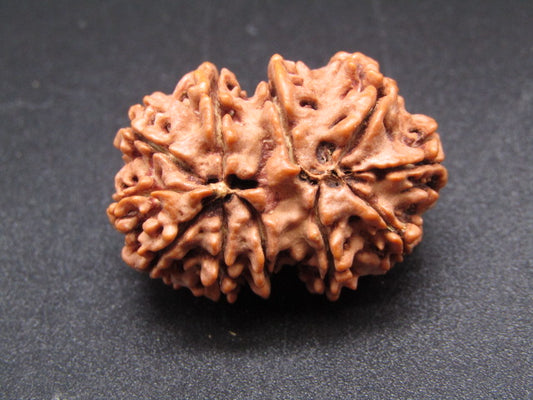 Nepali 11 Mukhi Rudraksha