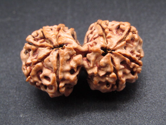 Nepali 9 Mukhi Gauri Shankar Rudraksha