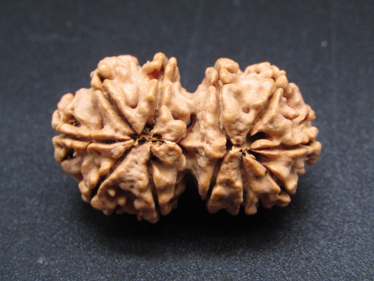 Nepali 11 Mukhi Gauri Shankar Rudraksha