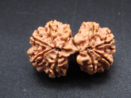 Nepali 10 Mukhi Gauri Shankar Rudraksha
