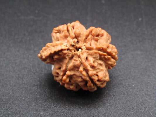 Nepali 5 Mukhi Ganesh Rudraksha