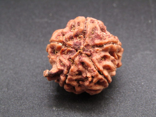 Nepali 5 Mukhi Ganesh Rudraksha