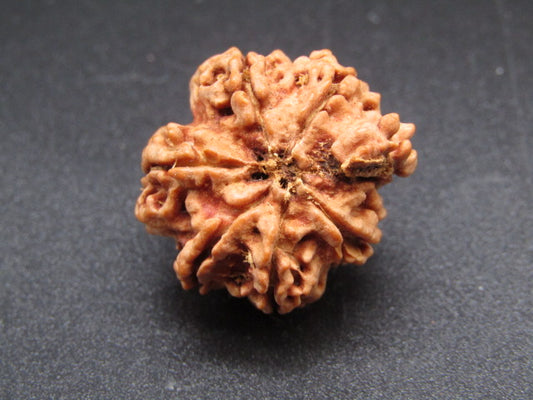 Nepali 6 Mukhi Ganesh Rudraksha