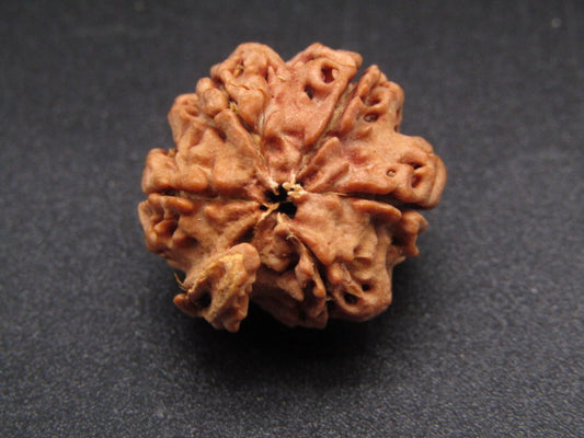 Nepali 5 Mukhi Ganesh Rudraksha