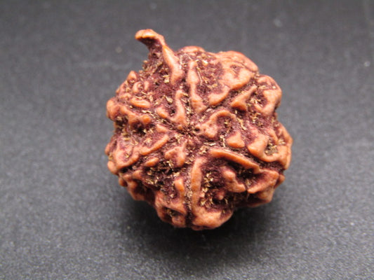Nepali 5 Mukhi Ganesh Rudraksha
