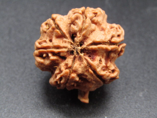 Nepali 6 Mukhi Ganesh Rudraksha