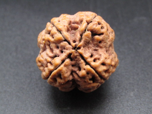 Nepali 4 Mukhi Rudraksha