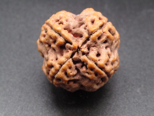 Nepali 4 Mukhi Rudraksha