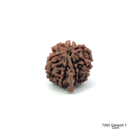 Natural 7 Mukhi Ganesh Rudraksha – Wealth, Wisdom & Obstacle Removal