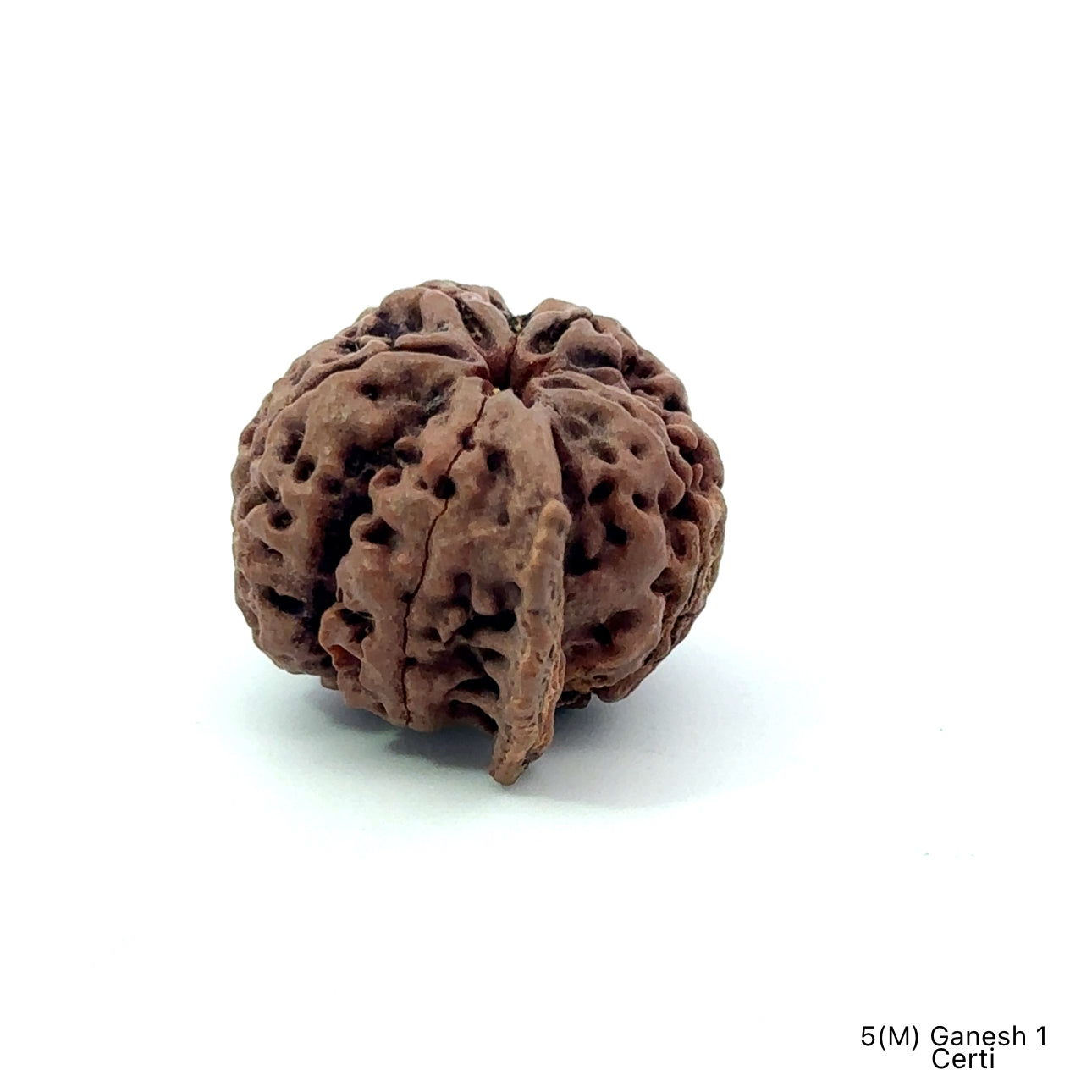 Natural 5 Mukhi Ganesh Rudraksha – Wisdom, Protection & Spiritual Success
