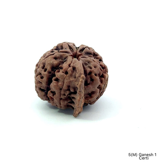 Natural 5 Mukhi Ganesh Rudraksha – Wisdom, Protection & Spiritual Success