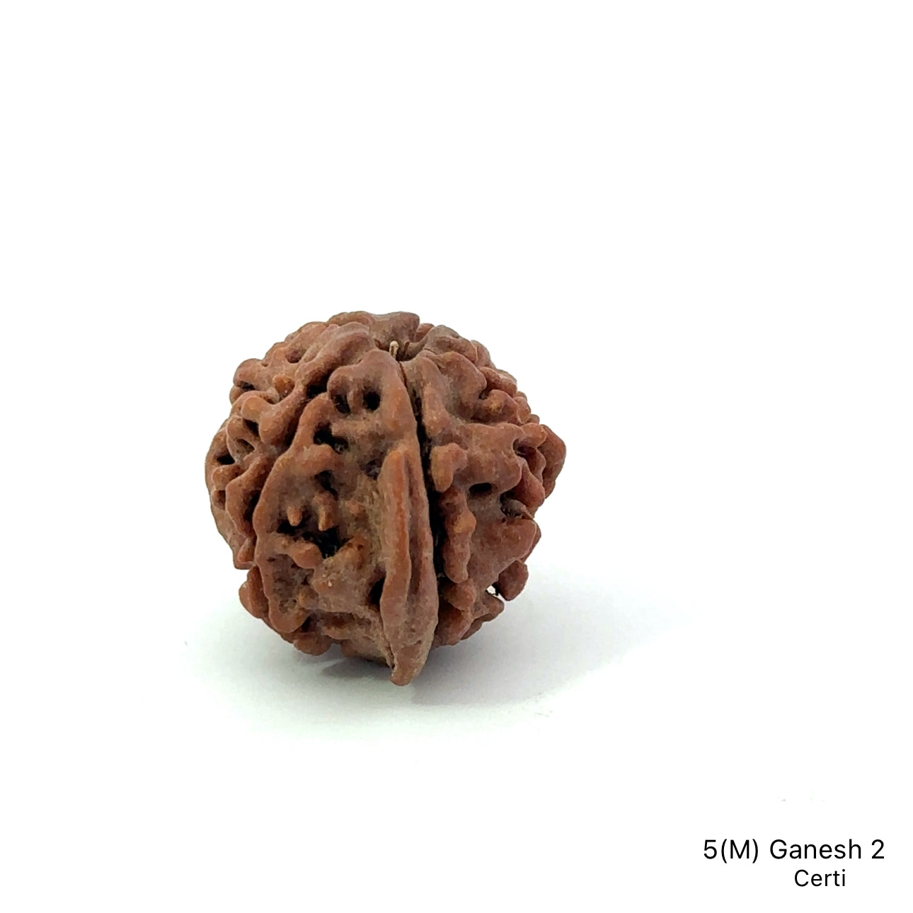 Natural 5 Mukhi Ganesh Rudraksha – Wisdom, Protection & Spiritual Success