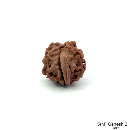 Natural 5 Mukhi Ganesh Rudraksha – Wisdom, Protection & Spiritual Success