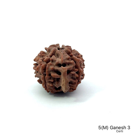 Natural 5 Mukhi Ganesh Rudraksha – Wisdom, Protection & Spiritual Success