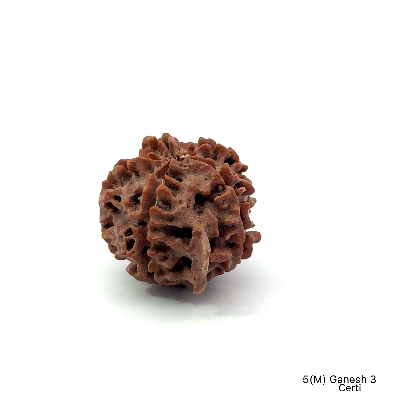 Natural 5 Mukhi Ganesh Rudraksha – Wisdom, Protection & Spiritual Success