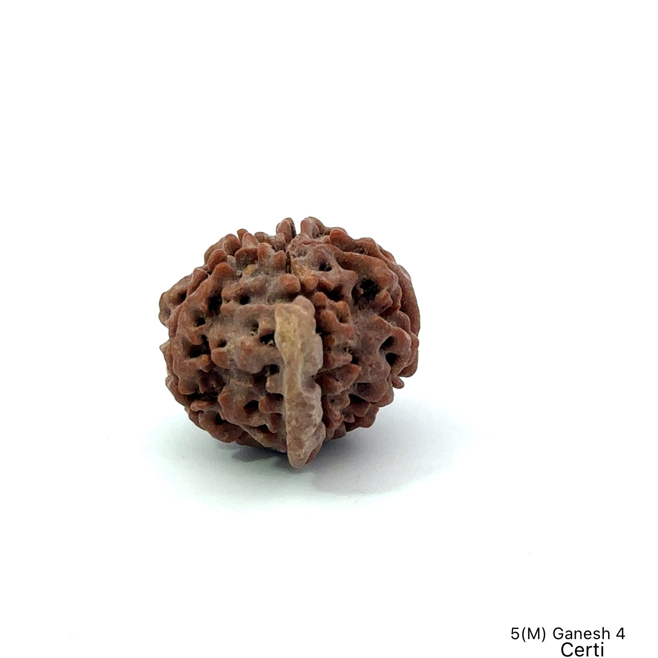 Natural 5 Mukhi Ganesh Rudraksha – Wisdom, Protection & Spiritual Success