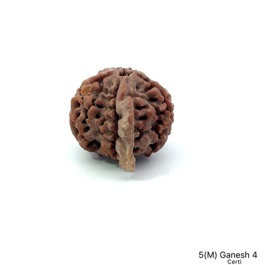 Natural 5 Mukhi Ganesh Rudraksha – Wisdom, Protection & Spiritual Success