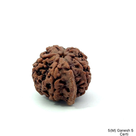 Natural 5 Mukhi Ganesh Rudraksha – Wisdom, Protection & Spiritual Success