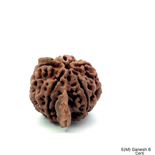 Natural 5 Mukhi Ganesh Rudraksha – Wisdom, Protection & Spiritual Success