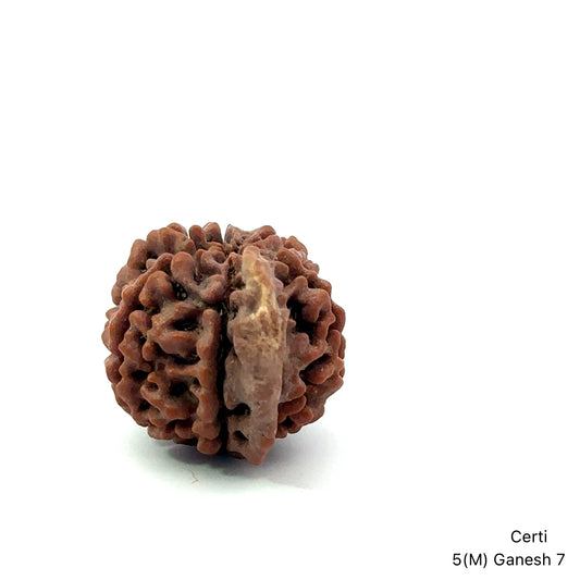 Natural 5 Mukhi Ganesh Rudraksha – Wisdom, Protection & Spiritual Success