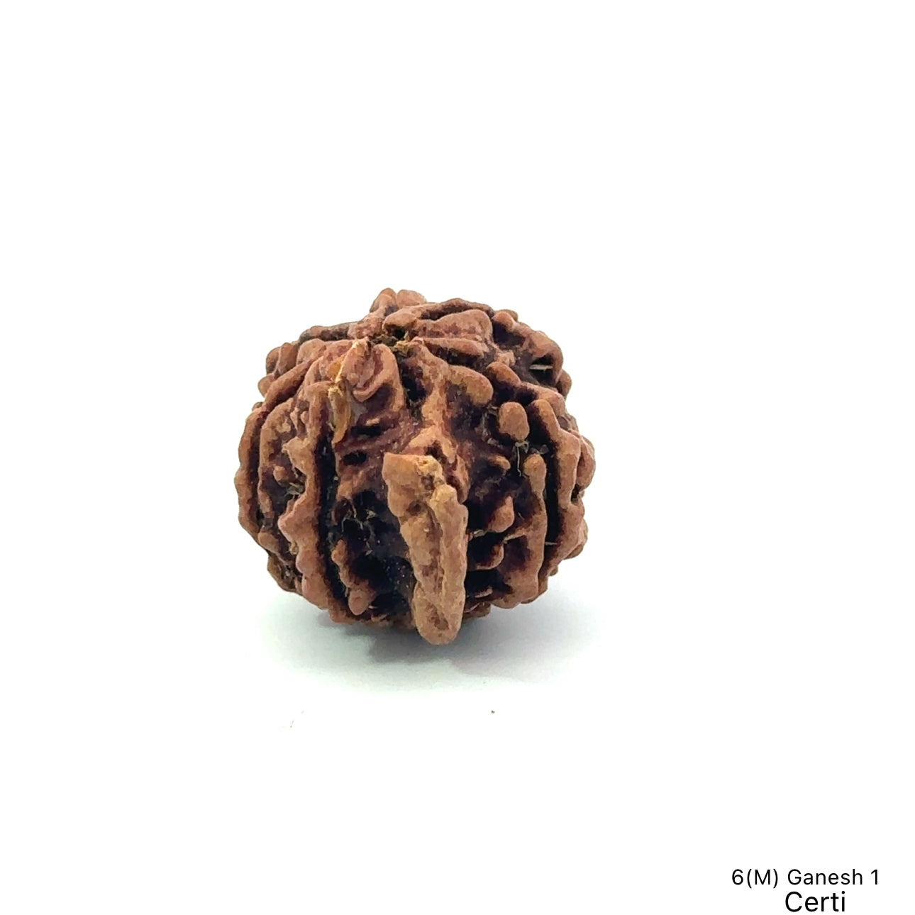 Natural 6 Mukhi Ganesh Rudraksha – Willpower, Wisdom & Obstacle Removal