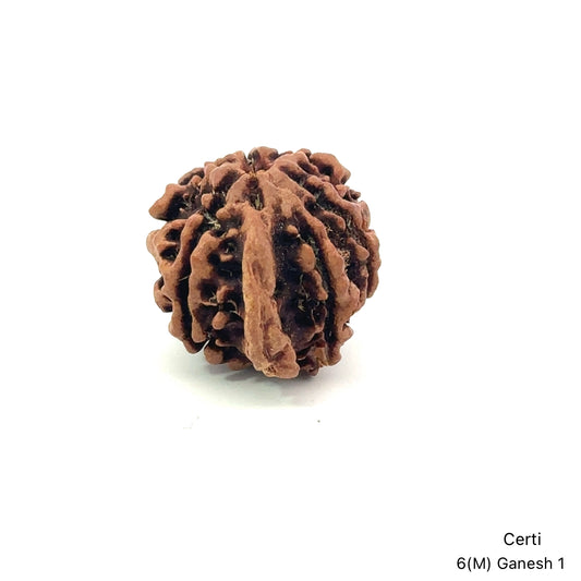 Natural 6 Mukhi Ganesh Rudraksha – Willpower, Wisdom & Obstacle Removal