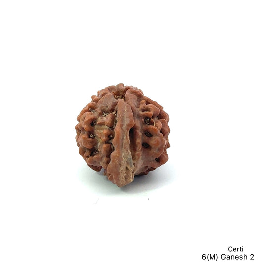 Natural 6 Mukhi Ganesh Rudraksha – Willpower, Wisdom & Obstacle Removal
