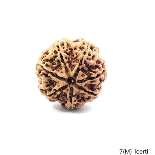 Natural 7 Mukhi Rudraksha – Wealth, Protection & Saturn Relief