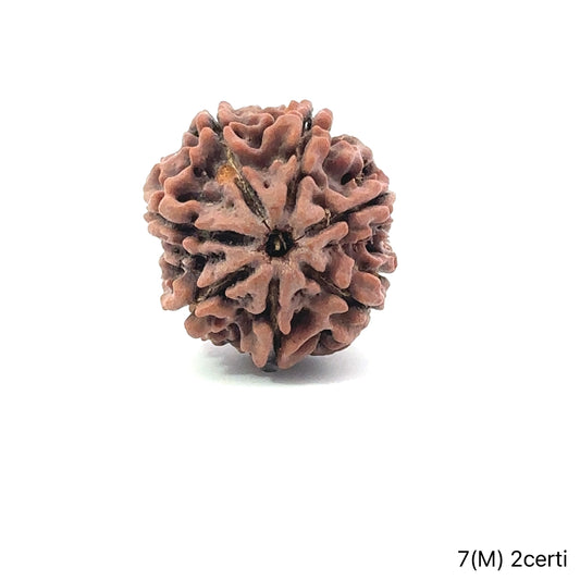 Natural 7 Mukhi Rudraksha – Wealth, Protection & Saturn Relief