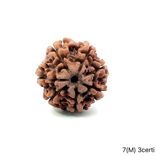 Natural 7 Mukhi Rudraksha – Wealth, Protection & Saturn Relief