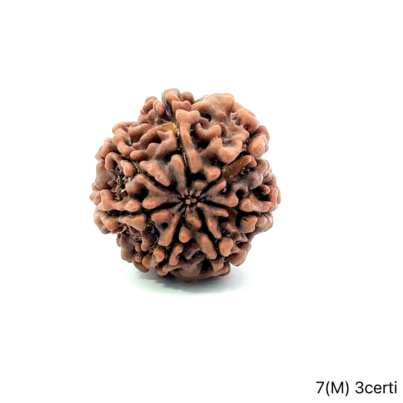 Natural 7 Mukhi Rudraksha – Wealth, Protection & Saturn Relief