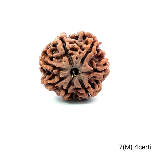 Natural 7 Mukhi Rudraksha – Wealth, Protection & Saturn Relief