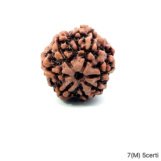 Natural 7 Mukhi Rudraksha – Wealth, Protection & Saturn Relief