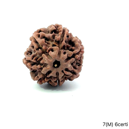 Natural 7 Mukhi Rudraksha – Wealth, Protection & Saturn Relief