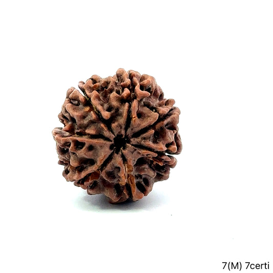 Natural 7 Mukhi Rudraksha – Wealth, Protection & Saturn Relief