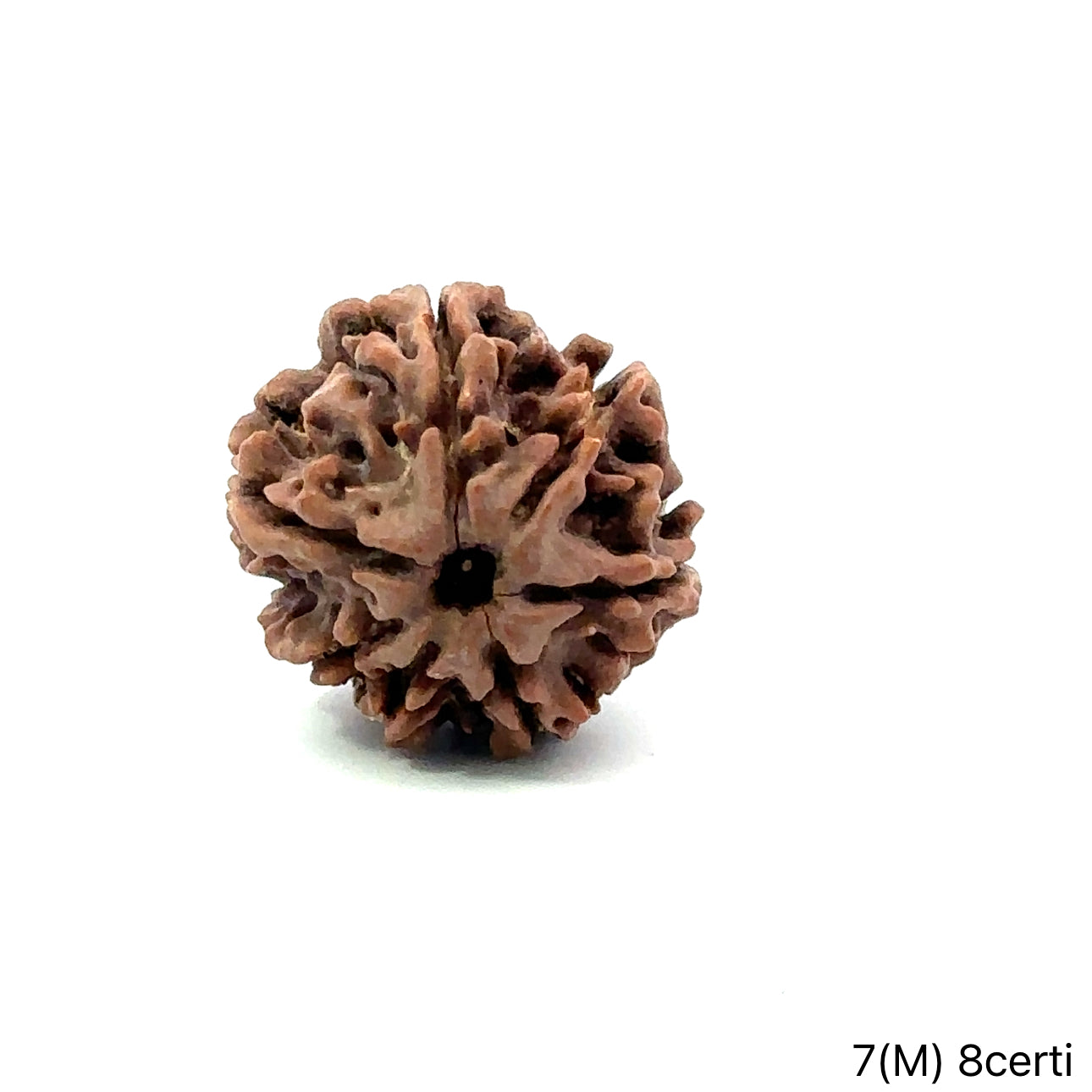 Natural 7 Mukhi Rudraksha – Wealth, Protection & Saturn Relief