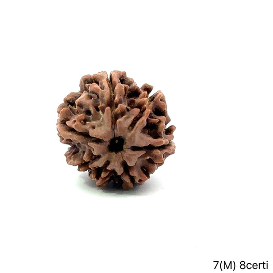 Natural 7 Mukhi Rudraksha – Wealth, Protection & Saturn Relief