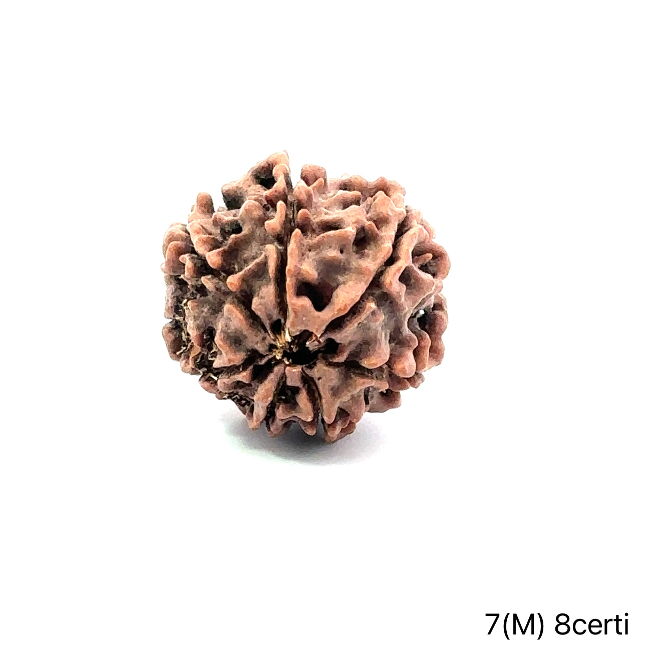 Natural 7 Mukhi Rudraksha – Wealth, Protection & Saturn Relief
